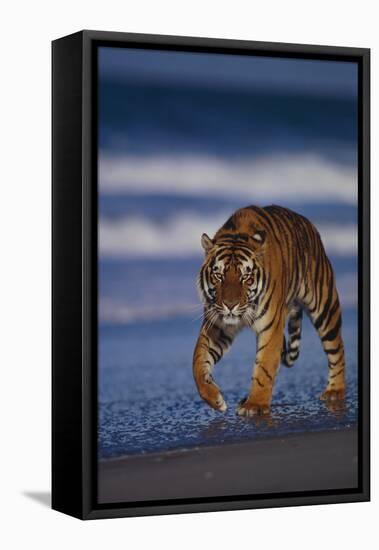 Bengal Tiger Walking on Beach-DLILLC-Framed Stretched Canvas