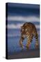 Bengal Tiger Walking on Beach-DLILLC-Stretched Canvas