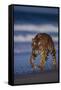 Bengal Tiger Walking on Beach-DLILLC-Framed Stretched Canvas