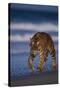 Bengal Tiger Walking on Beach-DLILLC-Stretched Canvas