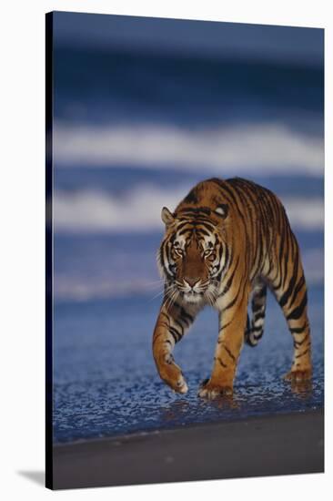 Bengal Tiger Walking on Beach-DLILLC-Stretched Canvas