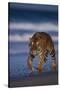 Bengal Tiger Walking on Beach-DLILLC-Stretched Canvas