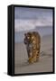 Bengal Tiger Walking on Beach-DLILLC-Framed Stretched Canvas