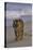 Bengal Tiger Walking on Beach-DLILLC-Stretched Canvas