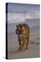 Bengal Tiger Walking on Beach-DLILLC-Stretched Canvas