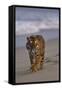 Bengal Tiger Walking on Beach-DLILLC-Framed Stretched Canvas