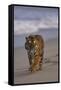 Bengal Tiger Walking on Beach-DLILLC-Framed Stretched Canvas