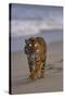 Bengal Tiger Walking on Beach-DLILLC-Stretched Canvas