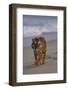 Bengal Tiger Walking on Beach-DLILLC-Framed Photographic Print