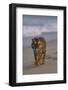 Bengal Tiger Walking on Beach-DLILLC-Framed Photographic Print