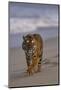 Bengal Tiger Walking on Beach-DLILLC-Mounted Photographic Print