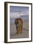 Bengal Tiger Walking on Beach-DLILLC-Framed Photographic Print