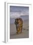 Bengal Tiger Walking on Beach-DLILLC-Framed Photographic Print