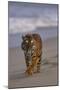 Bengal Tiger Walking on Beach-DLILLC-Mounted Photographic Print