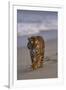 Bengal Tiger Walking on Beach-DLILLC-Framed Photographic Print