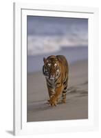 Bengal Tiger Walking on Beach-DLILLC-Framed Photographic Print