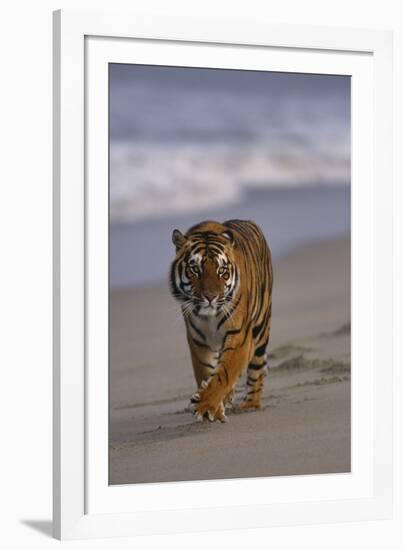 Bengal Tiger Walking on Beach-DLILLC-Framed Photographic Print