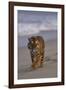 Bengal Tiger Walking on Beach-DLILLC-Framed Photographic Print