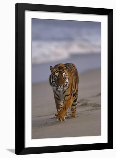 Bengal Tiger Walking on Beach-DLILLC-Framed Photographic Print