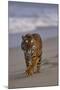 Bengal Tiger Walking on Beach-DLILLC-Mounted Photographic Print