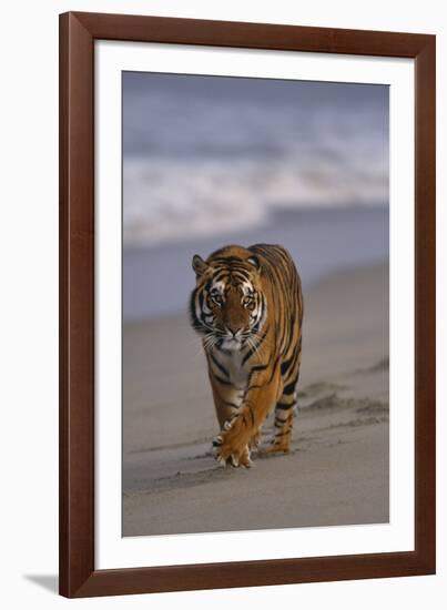 Bengal Tiger Walking on Beach-DLILLC-Framed Photographic Print