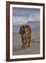 Bengal Tiger Walking on Beach-DLILLC-Framed Photographic Print