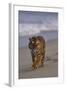 Bengal Tiger Walking on Beach-DLILLC-Framed Photographic Print