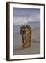 Bengal Tiger Walking on Beach-DLILLC-Framed Photographic Print