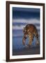 Bengal Tiger Walking on Beach-DLILLC-Framed Photographic Print