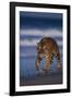 Bengal Tiger Walking on Beach-DLILLC-Framed Photographic Print