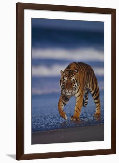 Bengal Tiger Walking on Beach-DLILLC-Framed Photographic Print