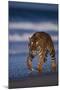 Bengal Tiger Walking on Beach-DLILLC-Mounted Photographic Print