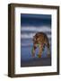 Bengal Tiger Walking on Beach-DLILLC-Framed Photographic Print