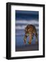 Bengal Tiger Walking on Beach-DLILLC-Framed Photographic Print