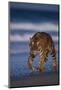 Bengal Tiger Walking on Beach-DLILLC-Mounted Photographic Print