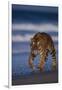 Bengal Tiger Walking on Beach-DLILLC-Framed Photographic Print