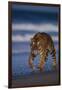 Bengal Tiger Walking on Beach-DLILLC-Framed Photographic Print