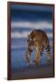 Bengal Tiger Walking on Beach-DLILLC-Framed Photographic Print