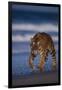 Bengal Tiger Walking on Beach-DLILLC-Framed Photographic Print