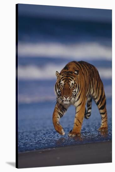 Bengal Tiger Walking on Beach-DLILLC-Stretched Canvas