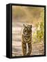 Bengal Tiger Walking on Track, Ranthambhore Np, Rajasthan, India-T.j. Rich-Framed Stretched Canvas