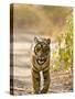 Bengal Tiger Walking on Track, Ranthambhore Np, Rajasthan, India-T.j. Rich-Stretched Canvas
