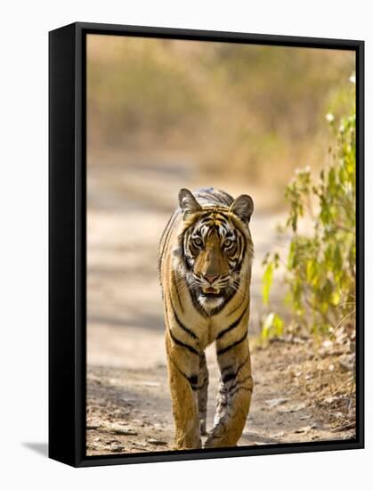 Bengal Tiger Walking on Track, Ranthambhore Np, Rajasthan, India-T.j. Rich-Framed Stretched Canvas