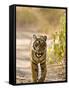 Bengal Tiger Walking on Track, Ranthambhore Np, Rajasthan, India-T.j. Rich-Framed Stretched Canvas