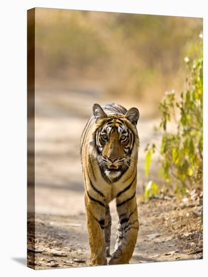 Bengal Tiger Walking on Track, Ranthambhore Np, Rajasthan, India-T.j. Rich-Stretched Canvas