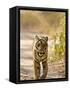 Bengal Tiger Walking on Track, Ranthambhore Np, Rajasthan, India-T.j. Rich-Framed Stretched Canvas