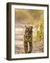 Bengal Tiger Walking on Track, Ranthambhore Np, Rajasthan, India-T.j. Rich-Framed Photographic Print