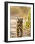 Bengal Tiger Walking on Track, Ranthambhore Np, Rajasthan, India-T.j. Rich-Framed Photographic Print