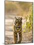 Bengal Tiger Walking on Track, Ranthambhore Np, Rajasthan, India-T.j. Rich-Mounted Photographic Print