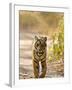 Bengal Tiger Walking on Track, Ranthambhore Np, Rajasthan, India-T.j. Rich-Framed Photographic Print